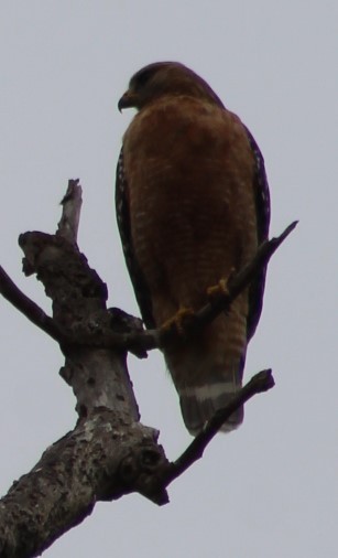 Red-shouldered Hawk - Richard Breisch