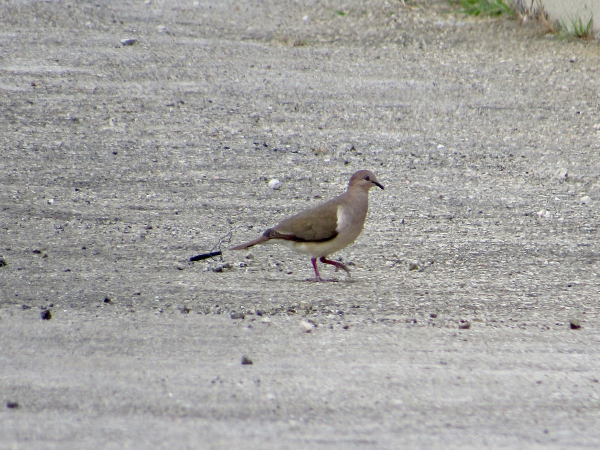 White-tipped Dove - Alex Pereschuk