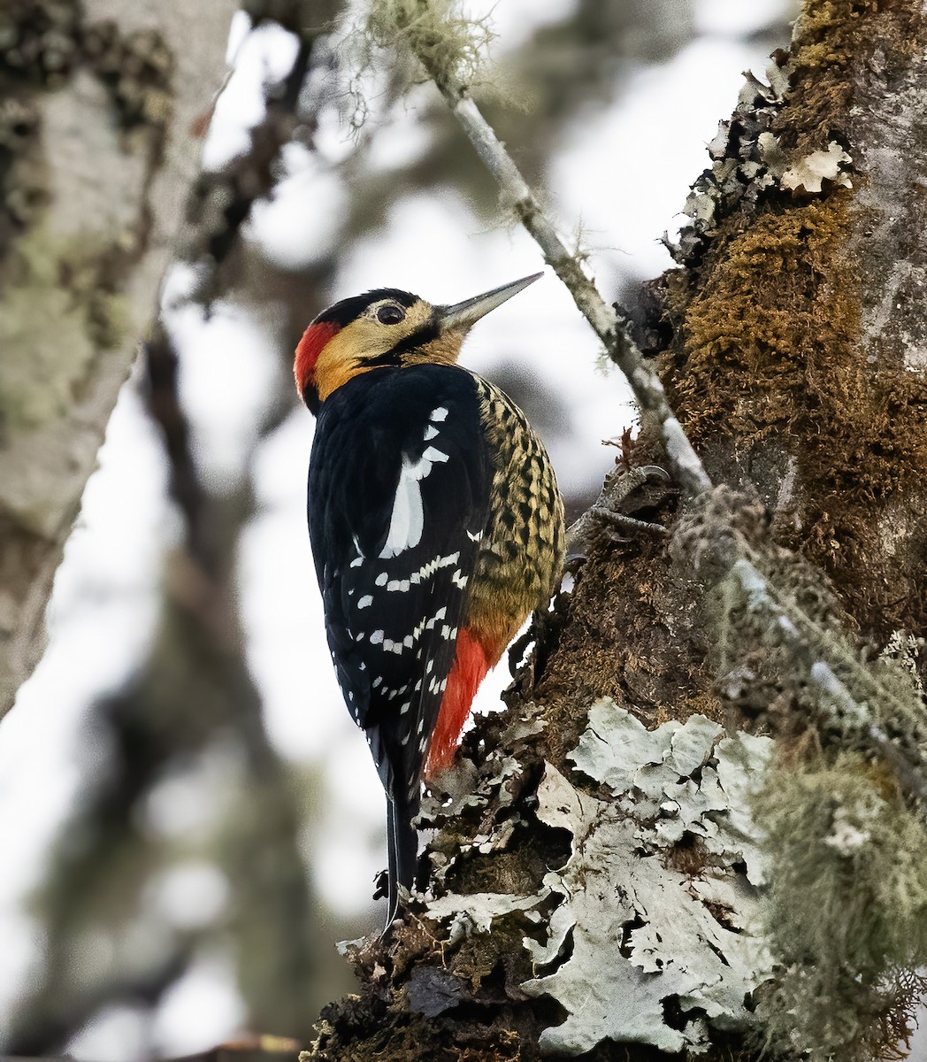 Darjeeling Woodpecker - Peter Seubert