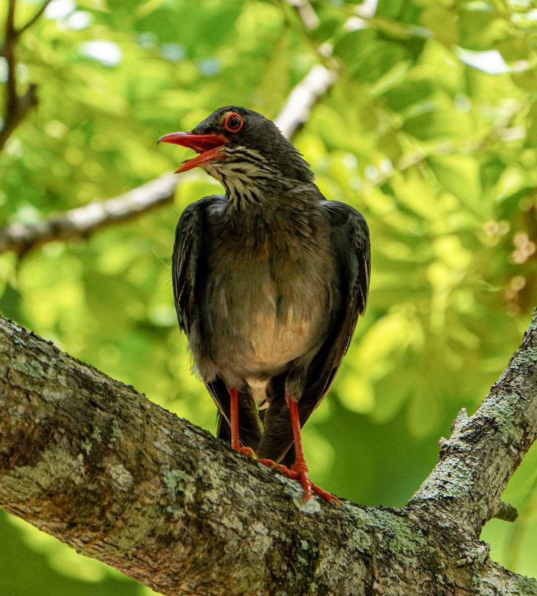 Red-legged Thrush - Bobby Senter