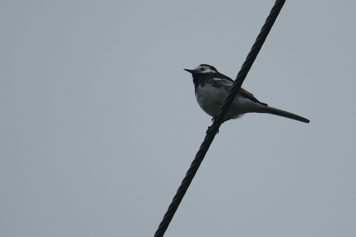 White Wagtail - Michael Simmons