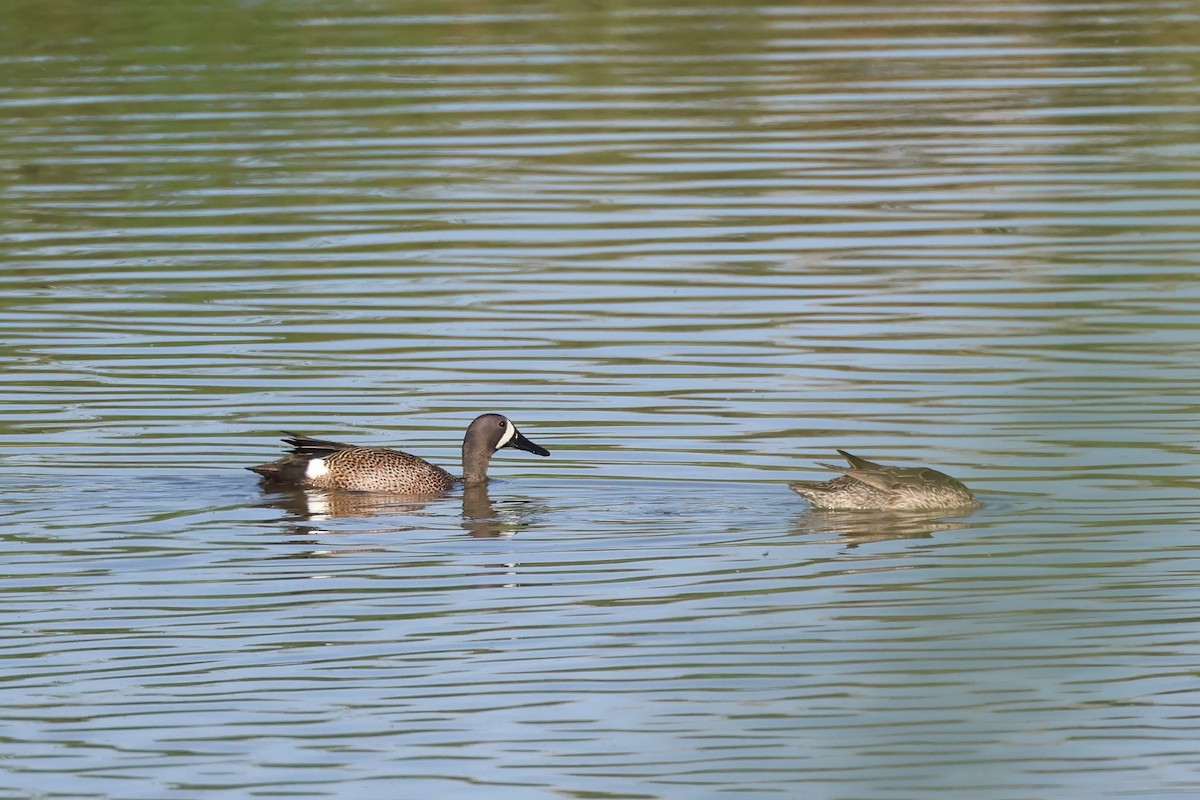 Blue-winged Teal - ML619457115