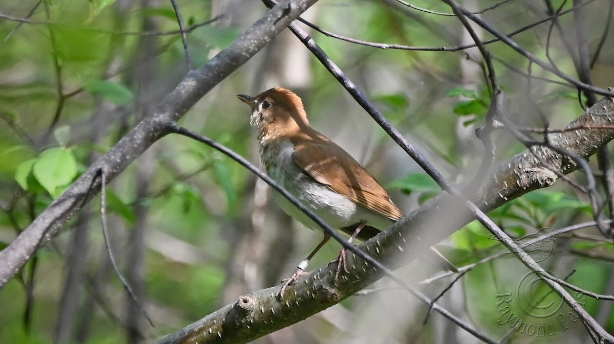 Veery - Raymond Paris