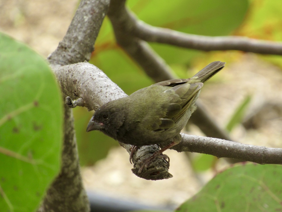 Black-faced Grassquit - Alex Pereschuk