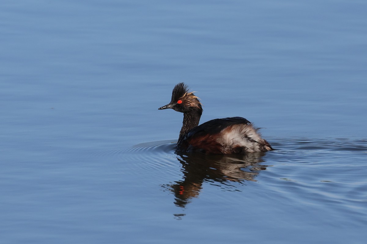 Eared Grebe - Brendan B