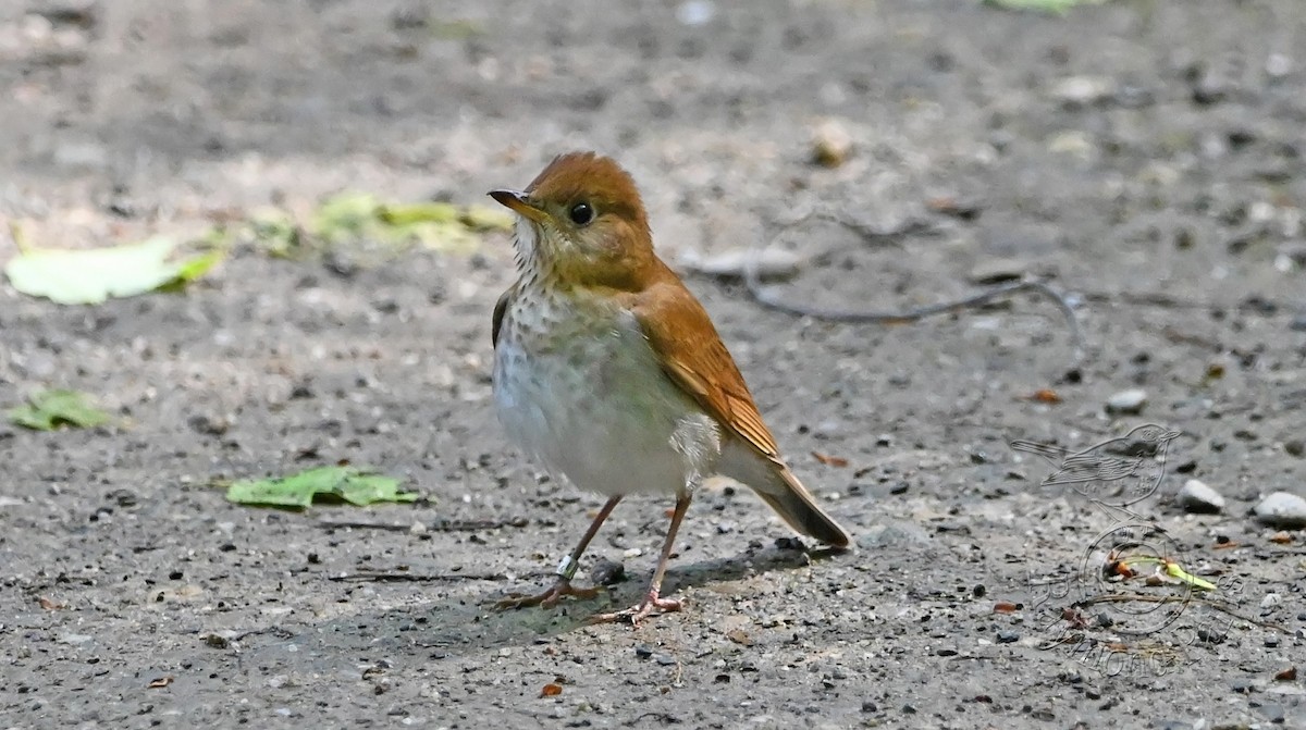 Veery - Raymond Paris