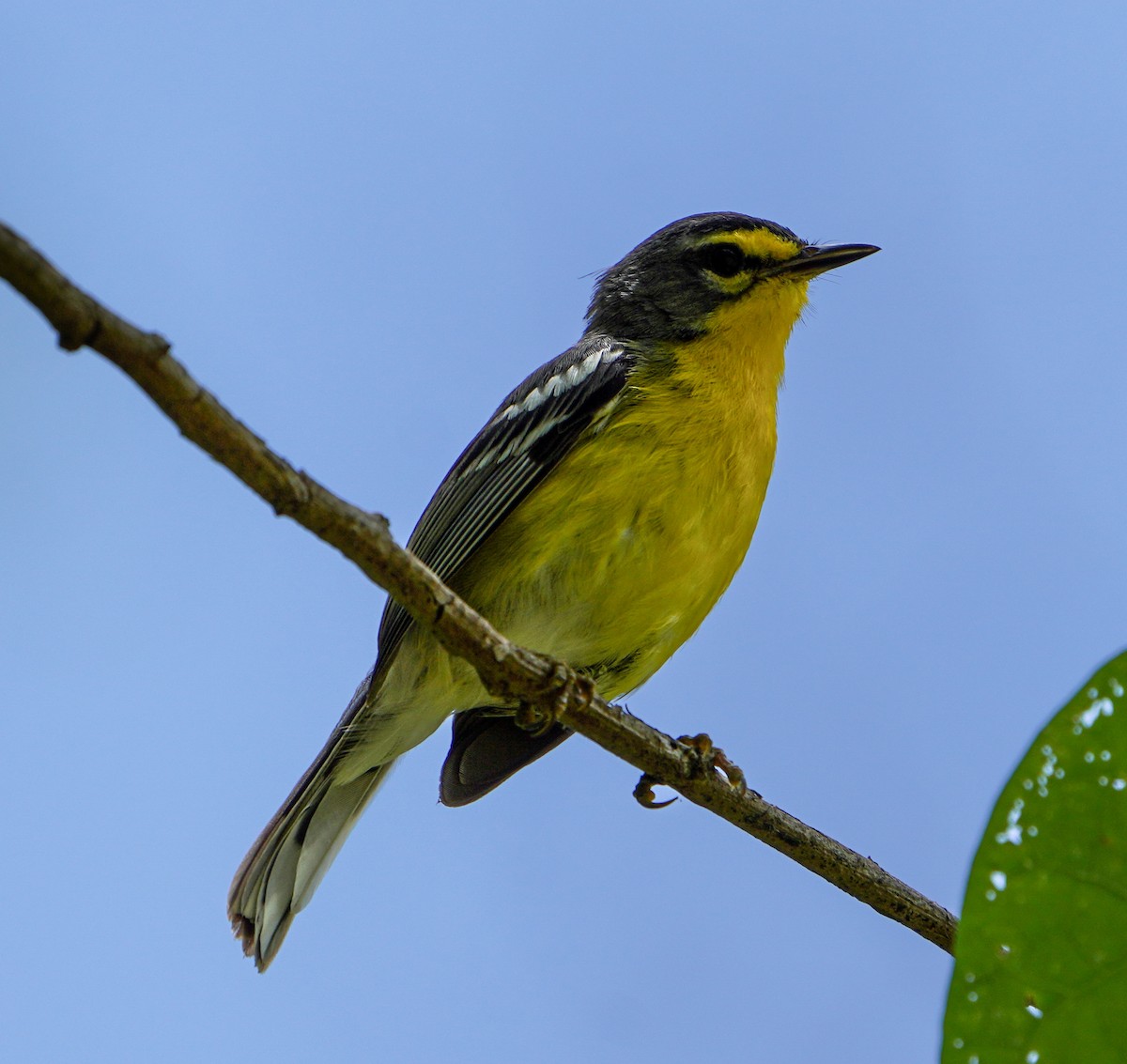 Adelaide's Warbler - Bobby Senter