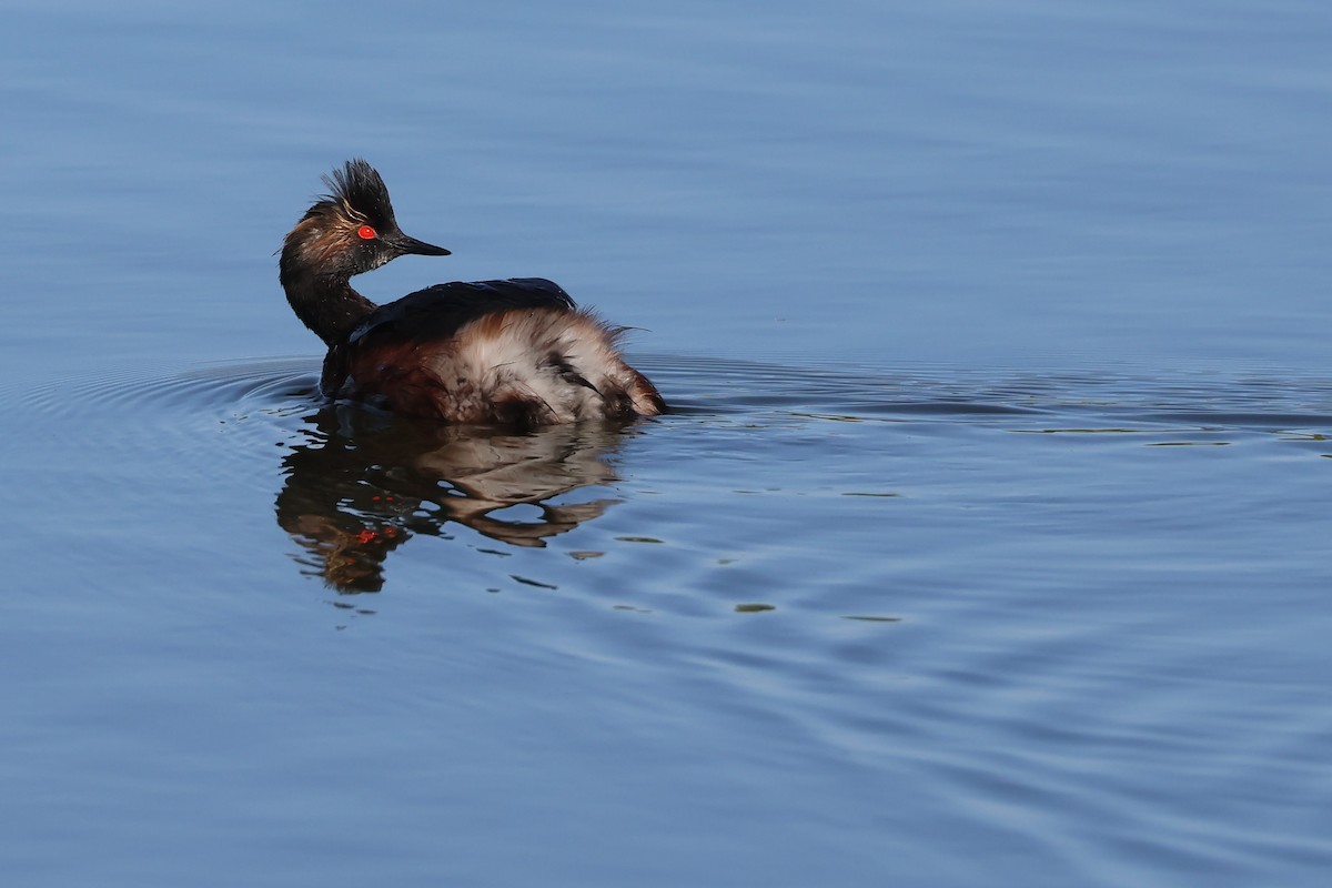 Eared Grebe - Brendan B