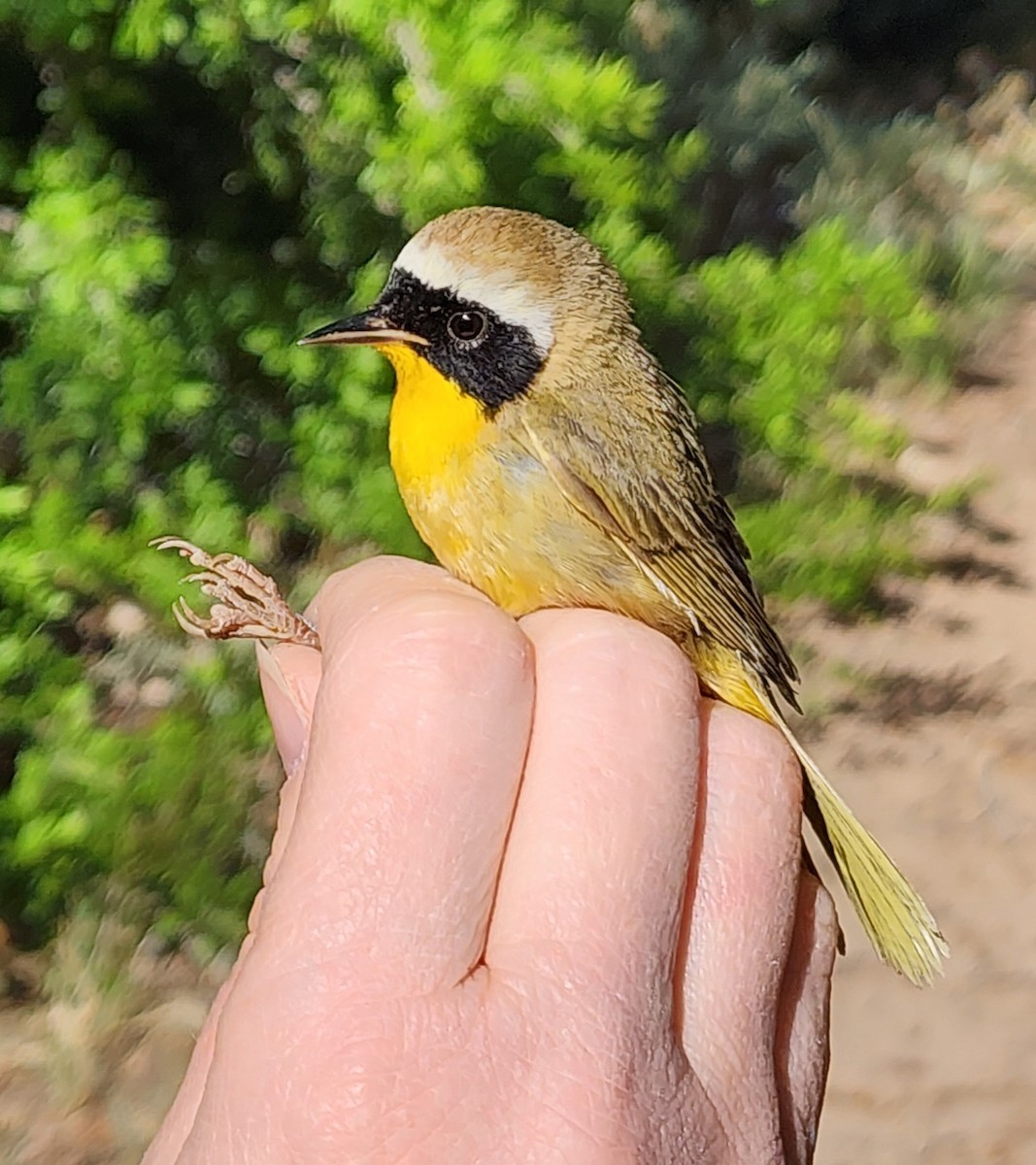 Common Yellowthroat - Nancy Cox