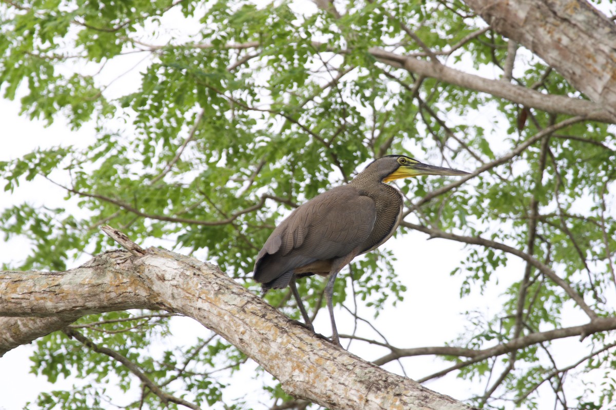 Bare-throated Tiger-Heron - allie bluestein