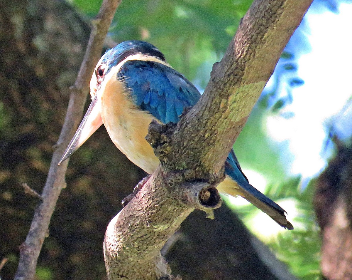 Sacred Kingfisher - Joao Freitas