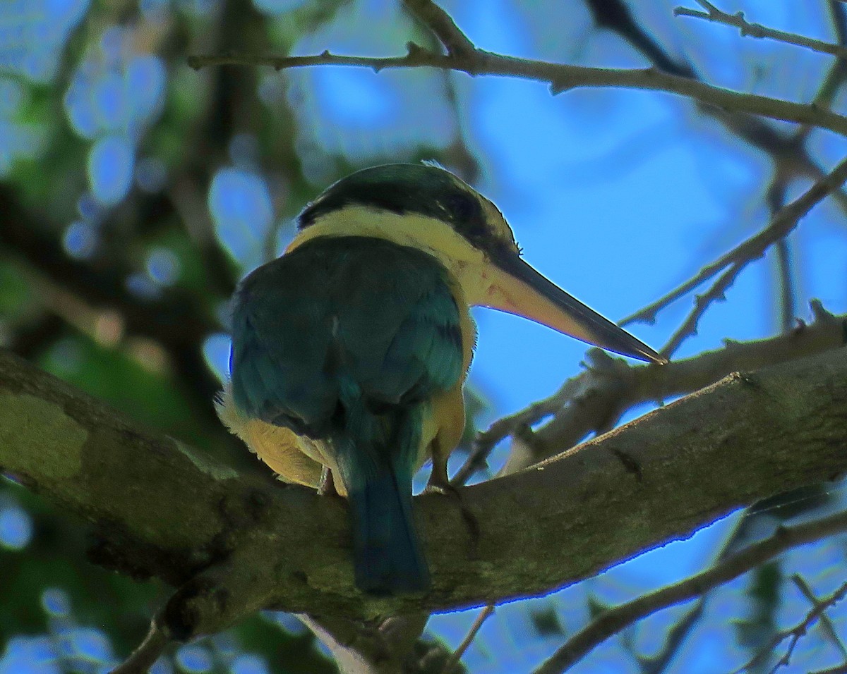 Sacred Kingfisher - Joao Freitas