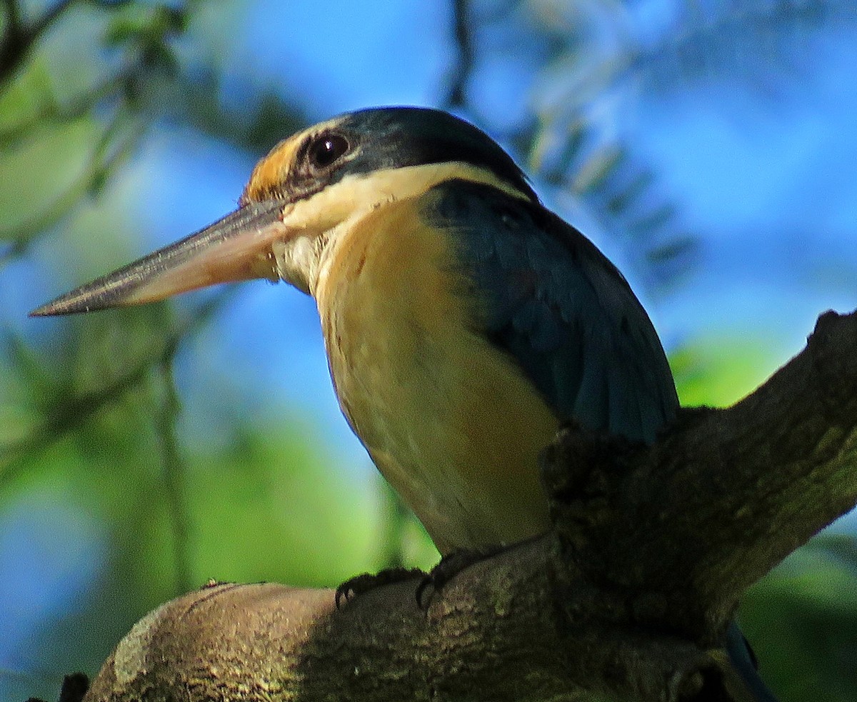 Sacred Kingfisher - Joao Freitas
