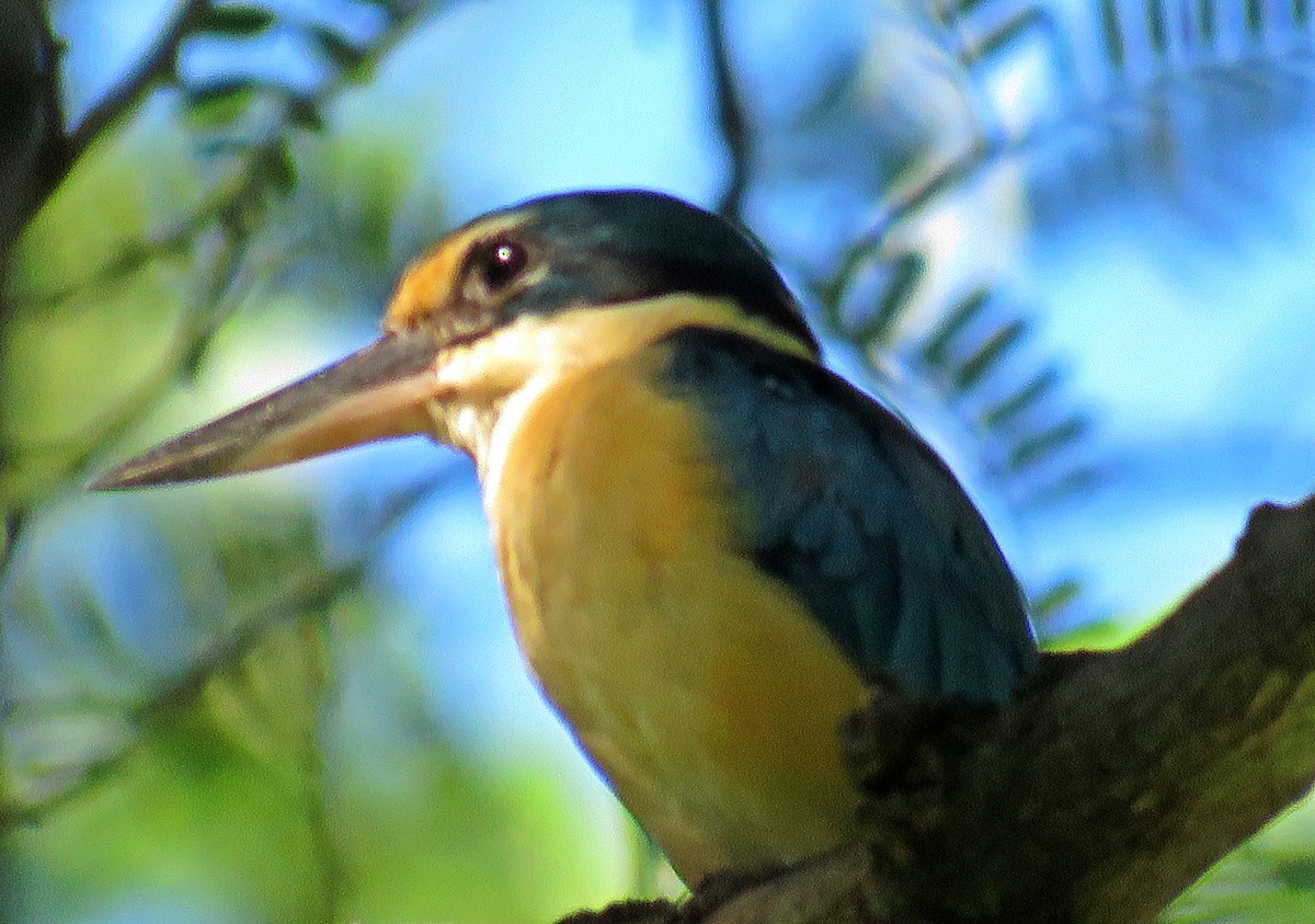 Sacred Kingfisher - Joao Freitas