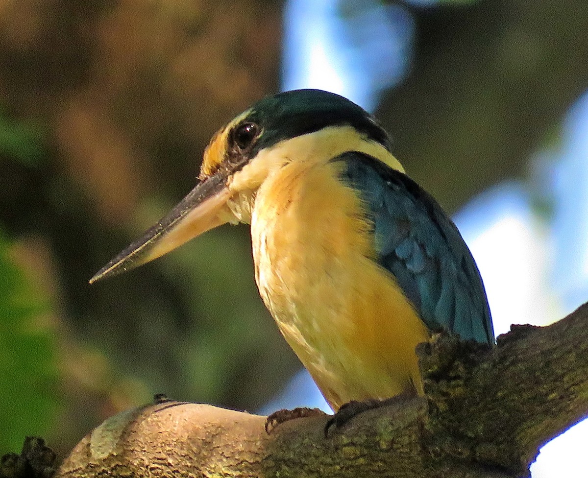 Sacred Kingfisher - Joao Freitas