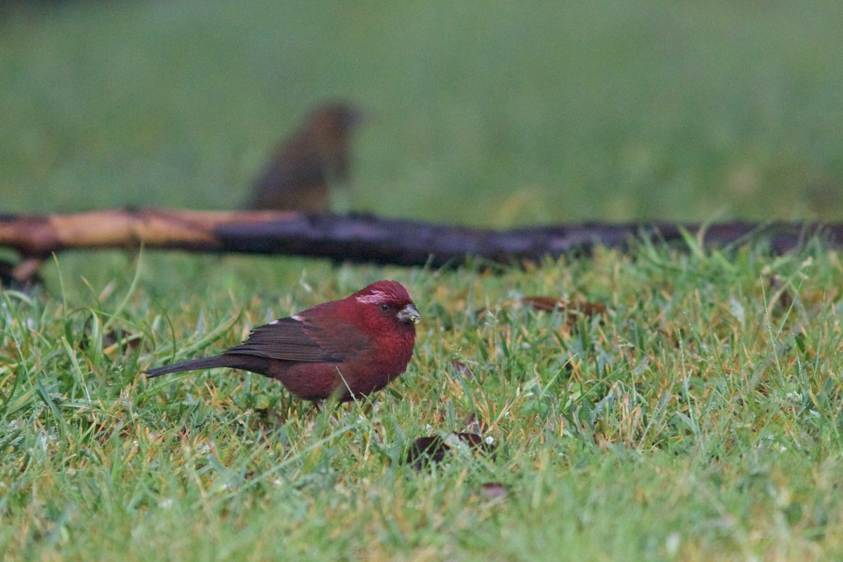 Taiwan Rosefinch - Alex Lin-Moore