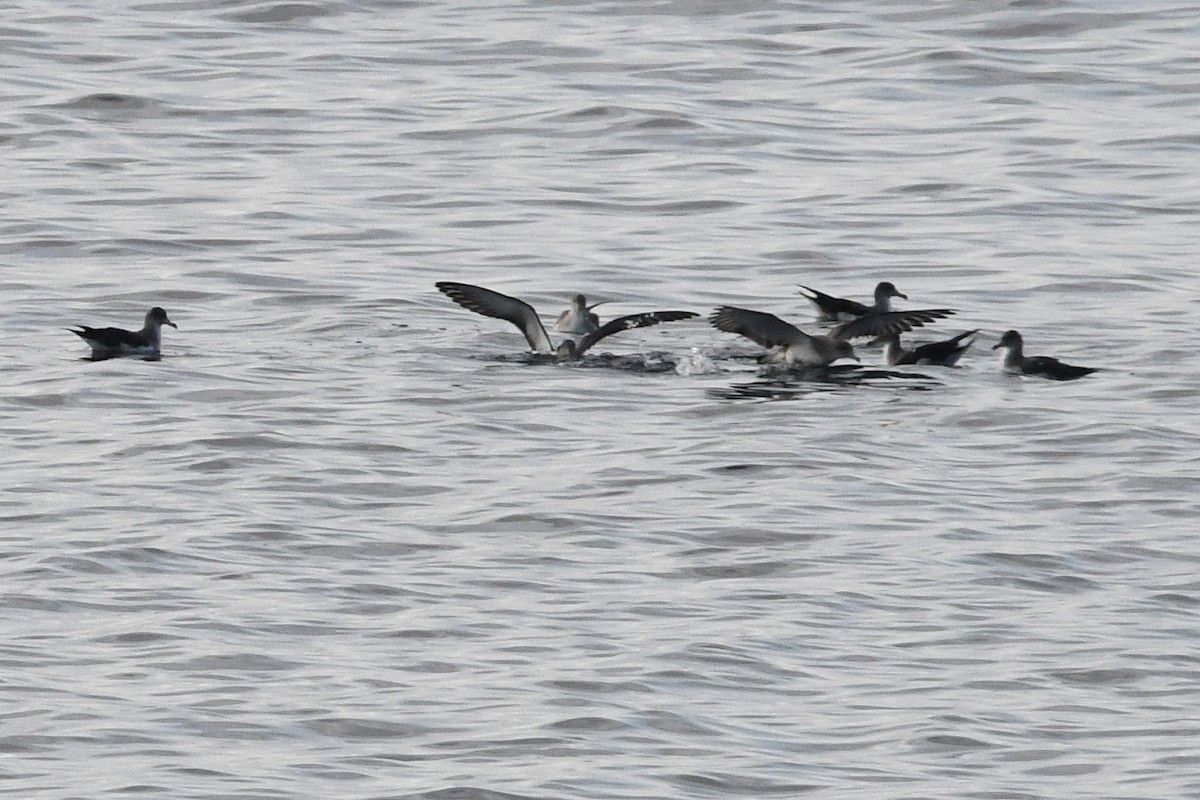 Cory's Shearwater - Juan José  Bazan Hiraldo