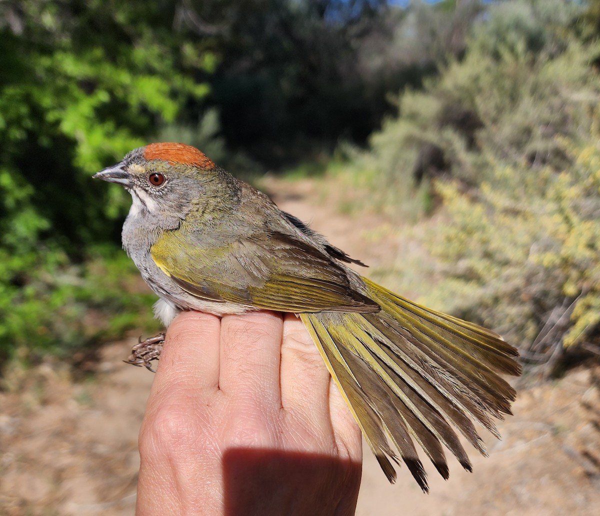 Green-tailed Towhee - Nancy Cox