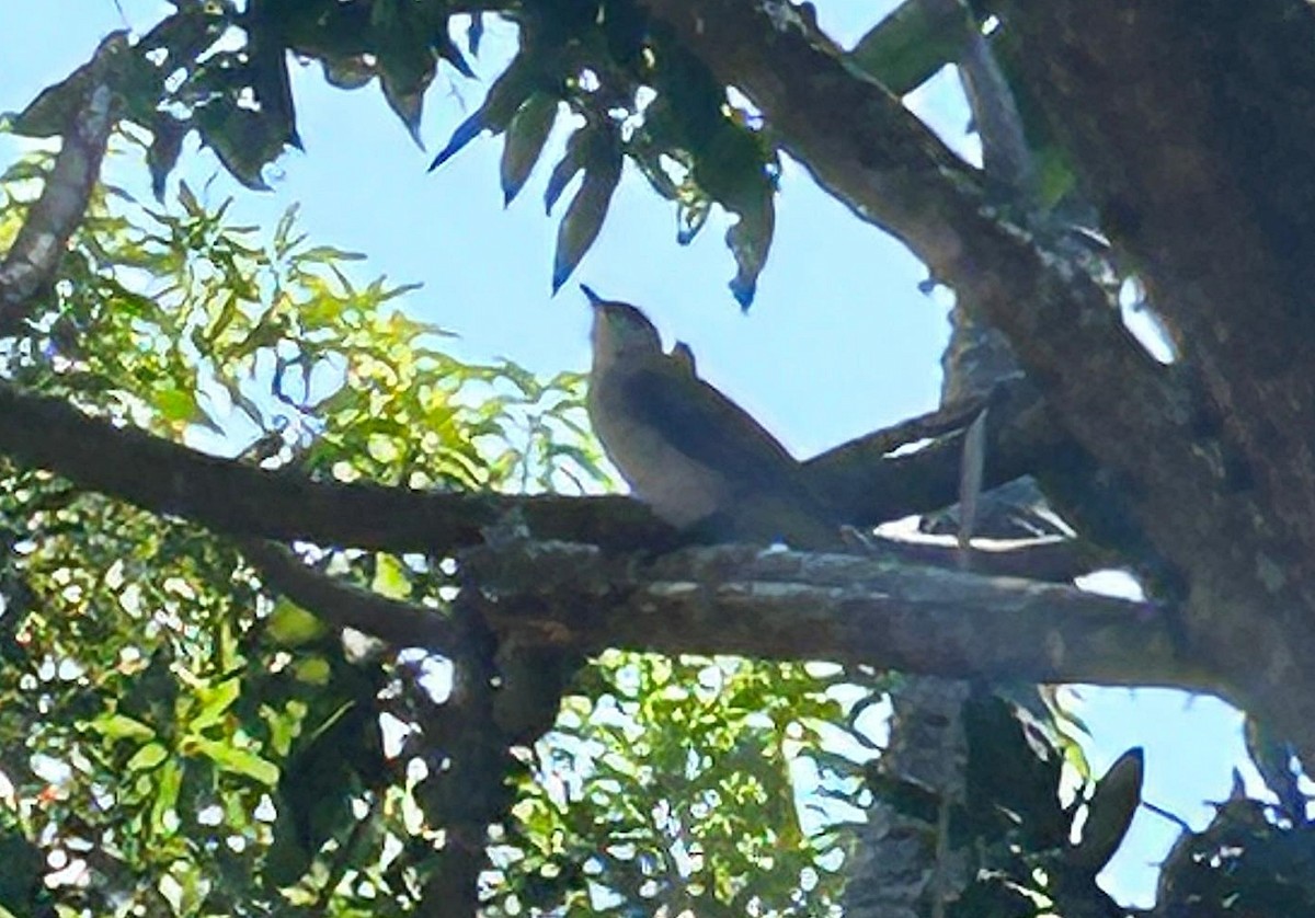 Rusty-breasted Whistler - Joao Freitas