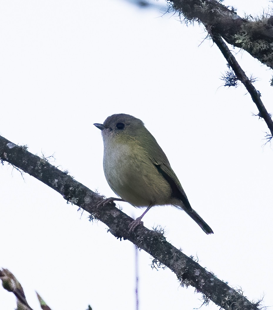 Green Shrike-Babbler (Black-crowned) - Peter Seubert