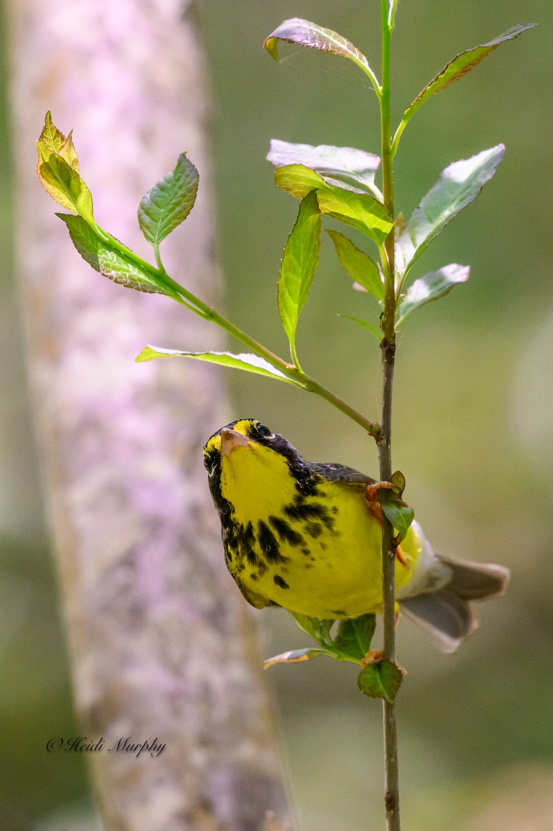 Canada Warbler - Heidi Murphy