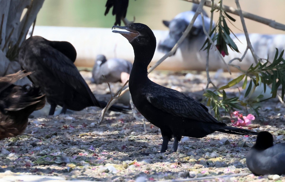 Neotropic Cormorant - Brendan B