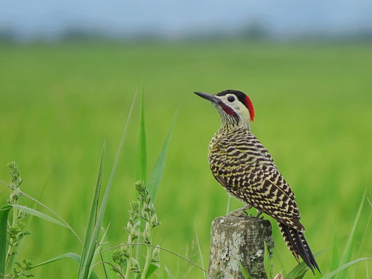Green-barred Woodpecker - Paulo Krieser