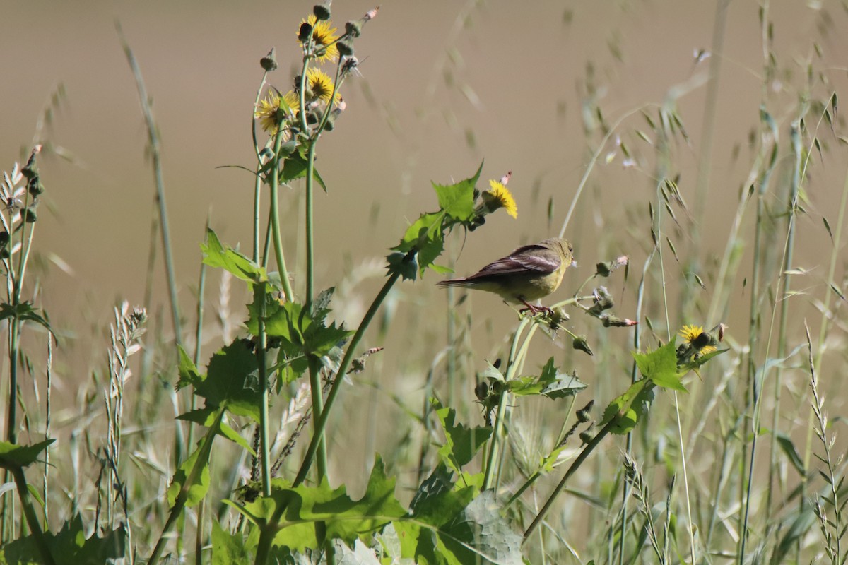 Lesser Goldfinch - ML619457198