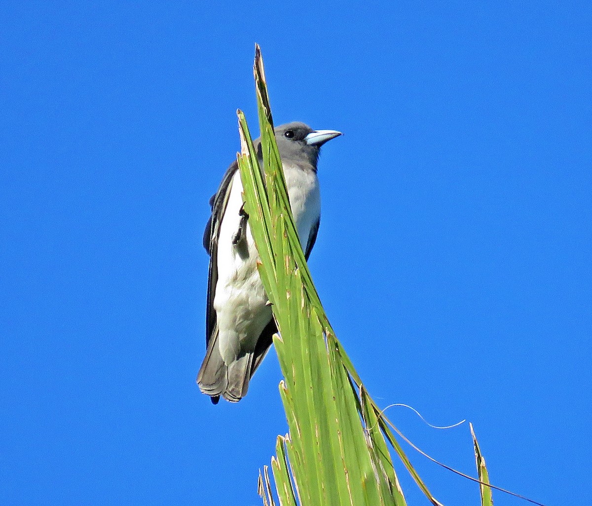 White-breasted Woodswallow - Joao Freitas