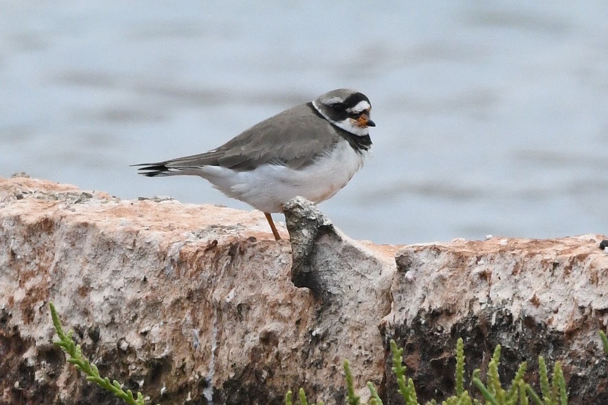 Common Ringed Plover - Juan José  Bazan Hiraldo