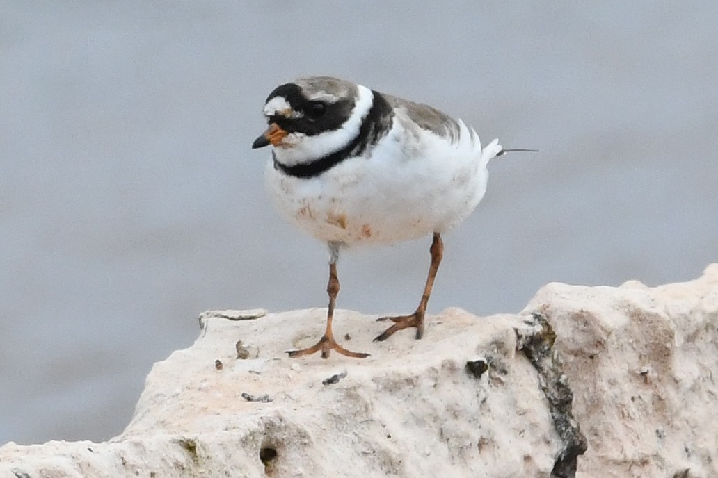 Common Ringed Plover - Juan José  Bazan Hiraldo