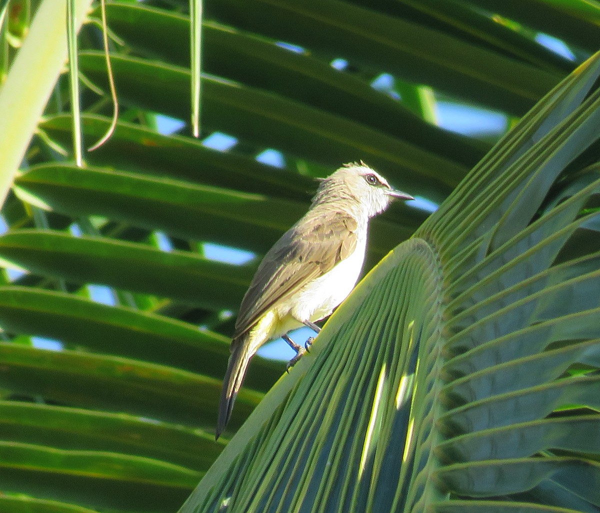 Yellow-vented Bulbul - Joao Freitas