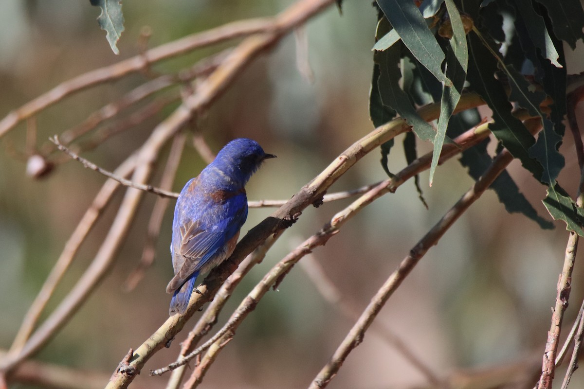 Western Bluebird - Vicky Atkinson