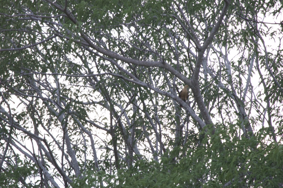 Yellow-headed Caracara - allie bluestein