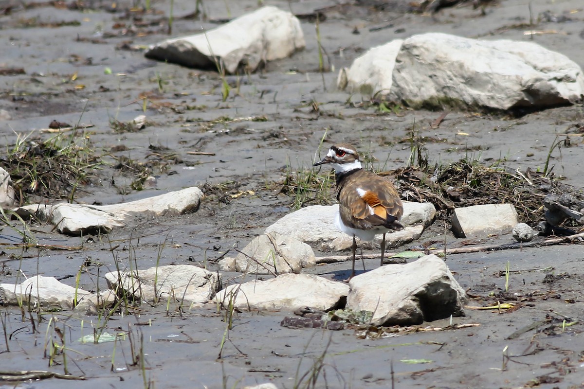 Killdeer - François Rivet