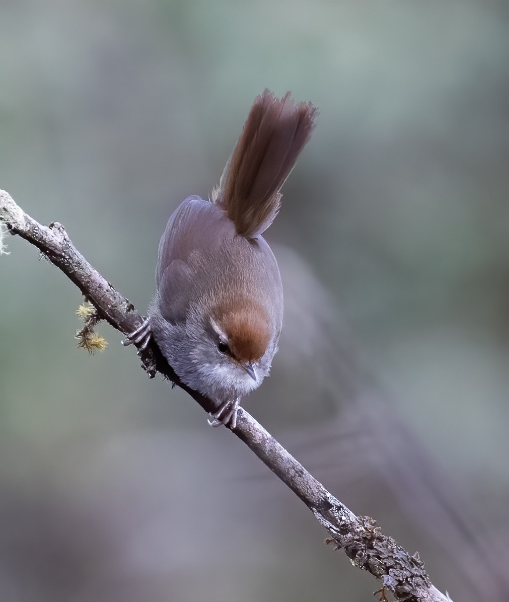 Gray-sided Bush Warbler - Peter Seubert