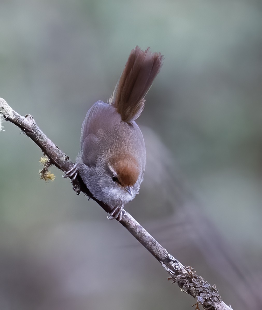 Gray-sided Bush Warbler - ML619457244