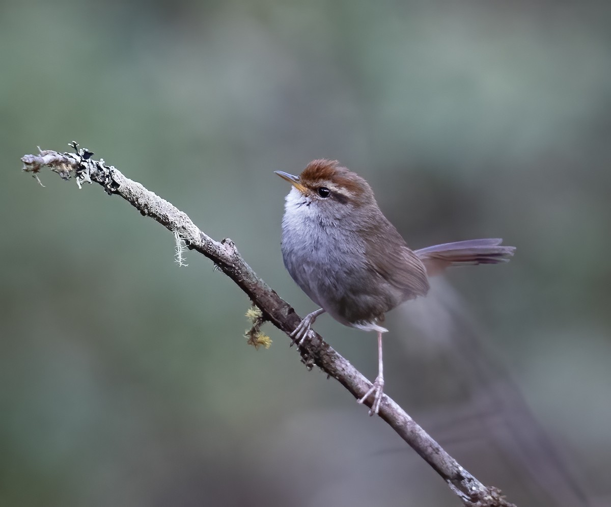 Gray-sided Bush Warbler - ML619457245