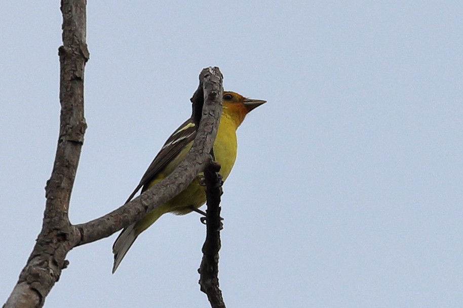 Western Tanager - ML619457246