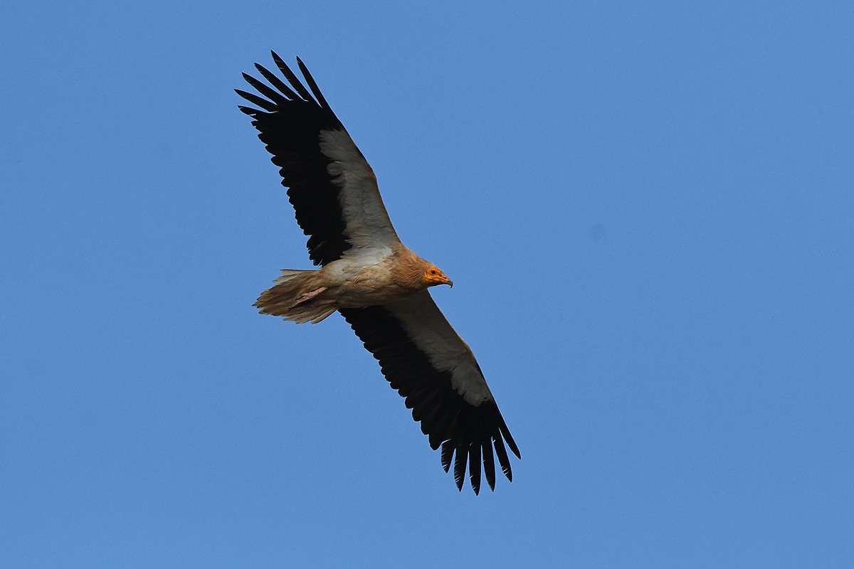 Egyptian Vulture - Juan José  Bazan Hiraldo