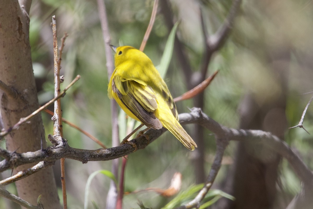 Yellow Warbler - Robert Snider