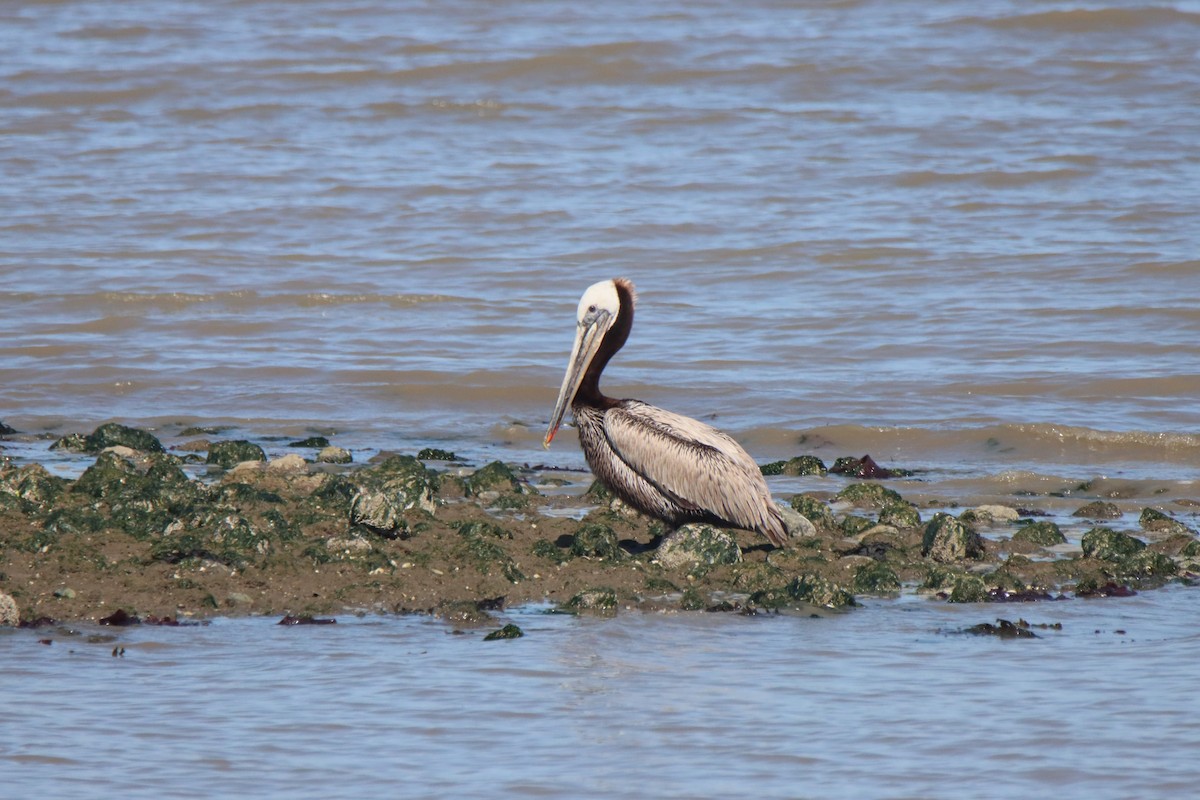 pelikán hnědý - ML619457249