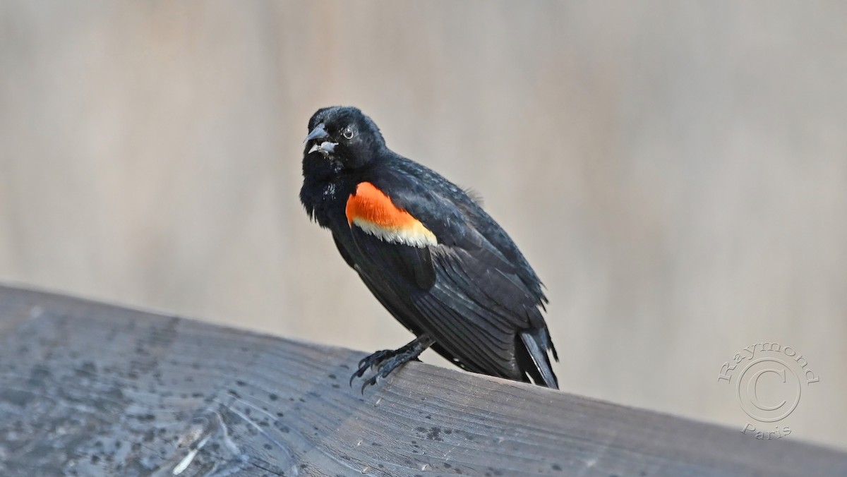 Red-winged Blackbird - Raymond Paris