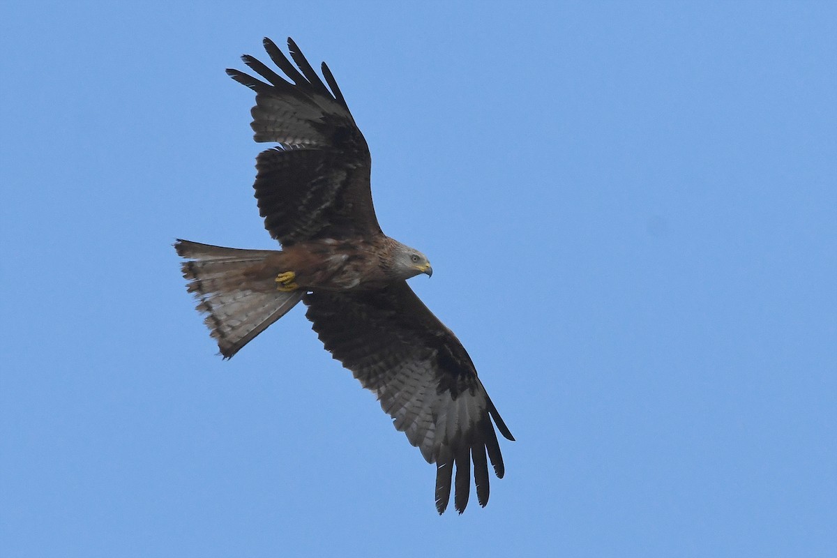 Red Kite - Juan José  Bazan Hiraldo