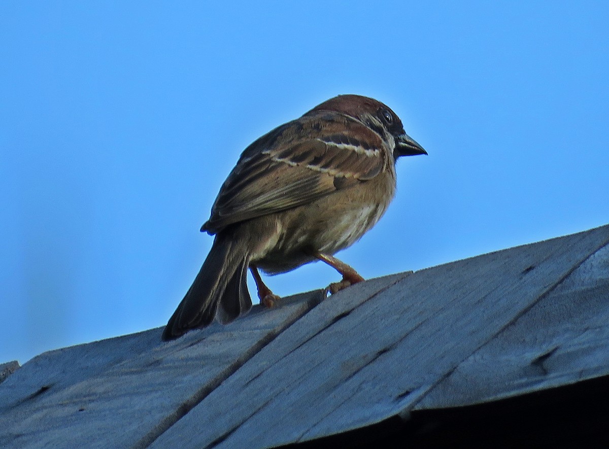 Eurasian Tree Sparrow - Joao Freitas