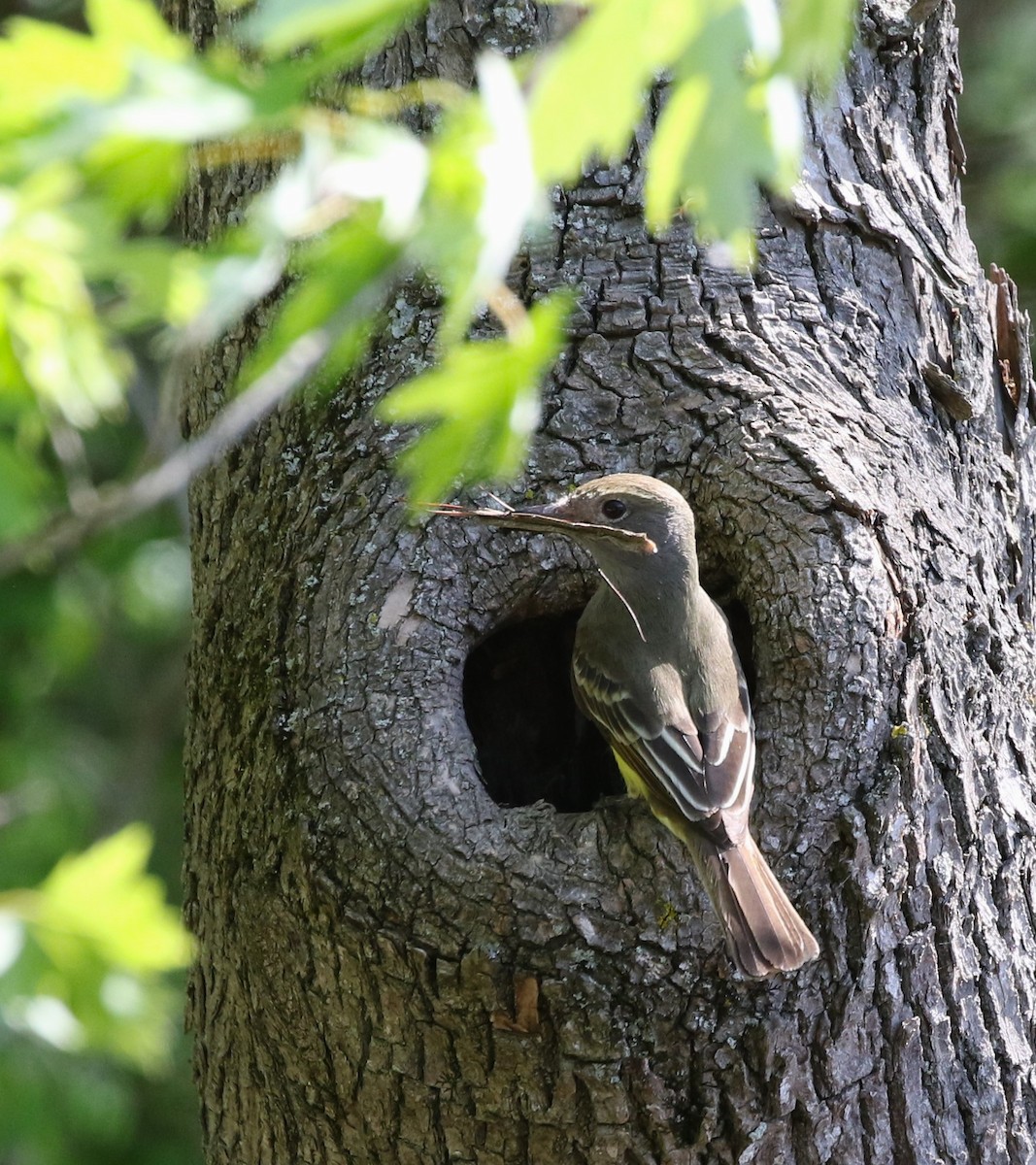 Great Crested Flycatcher - Elinor George