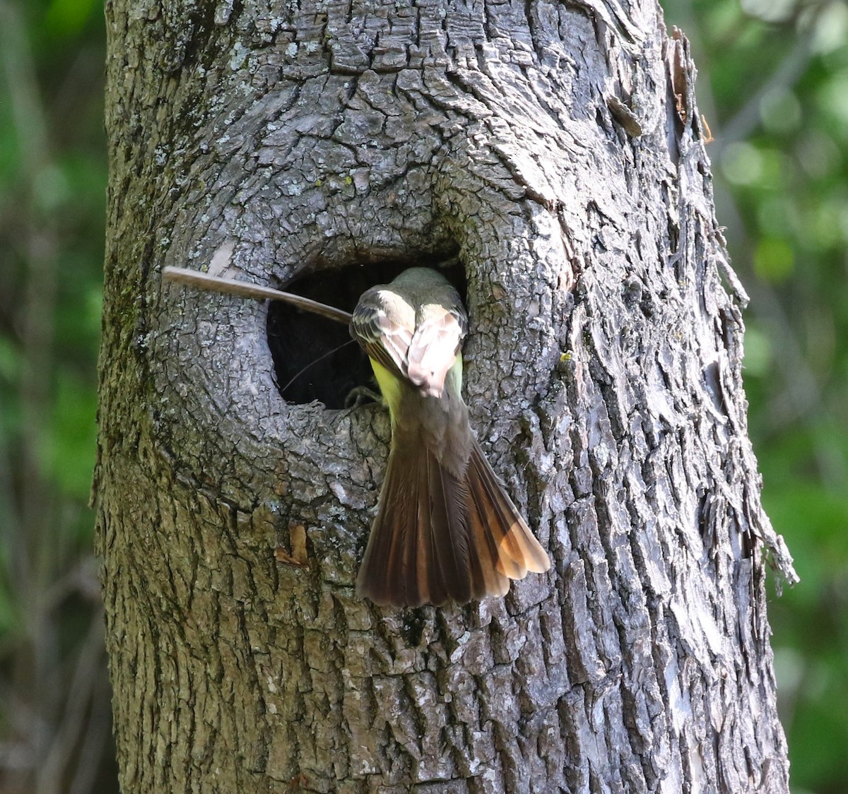 Great Crested Flycatcher - Elinor George