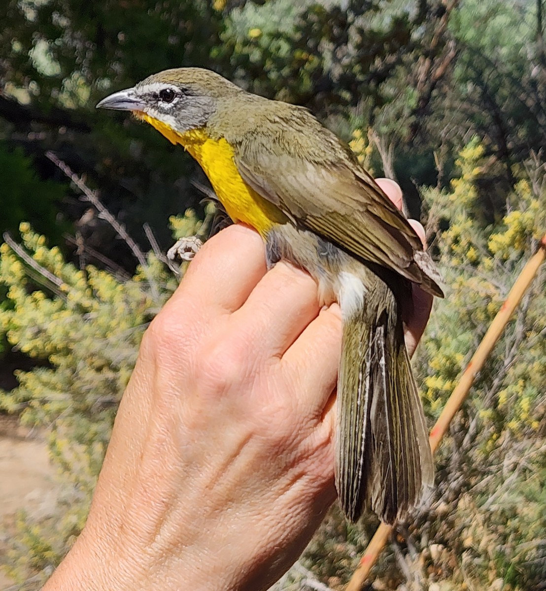 Yellow-breasted Chat - Nancy Cox