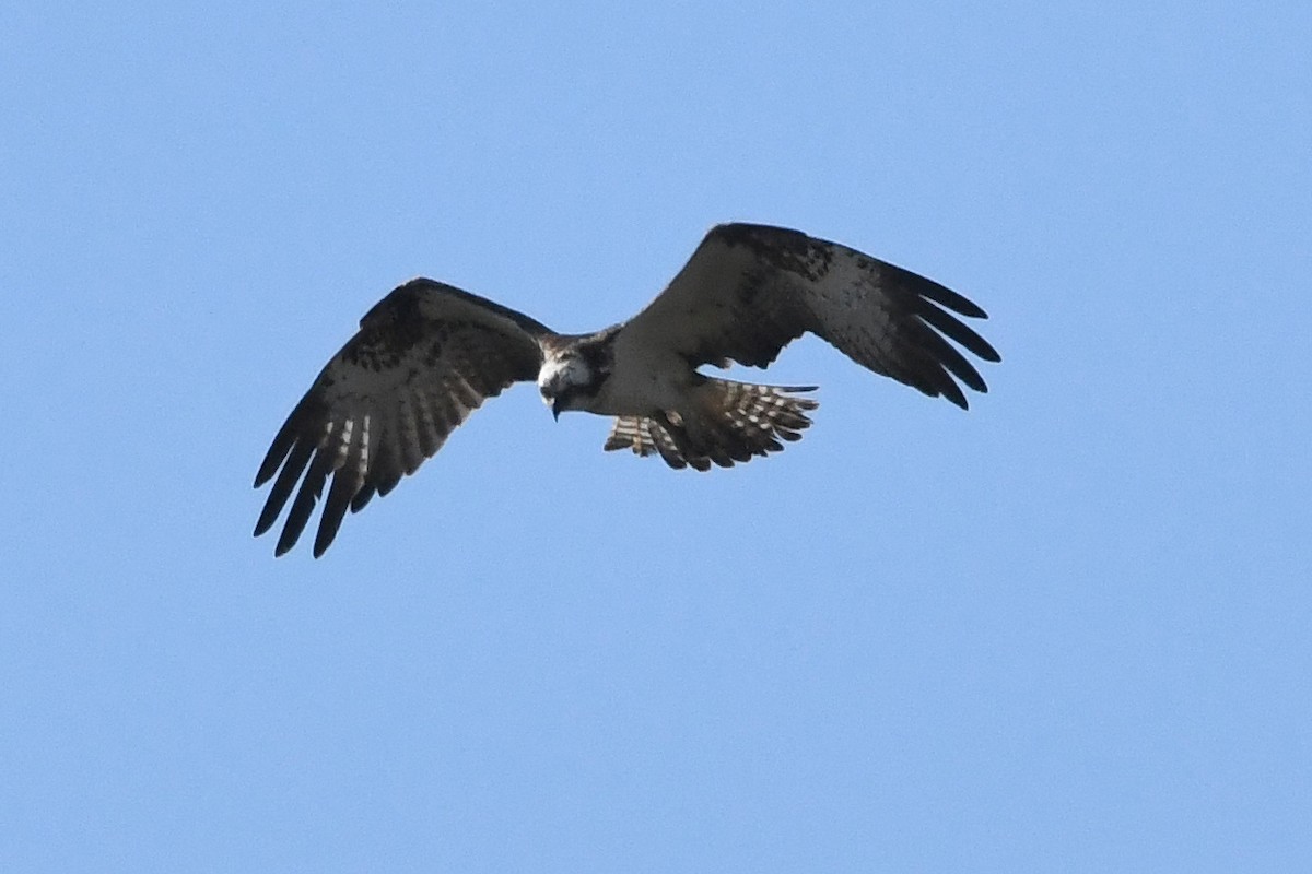 Osprey - Juan José  Bazan Hiraldo