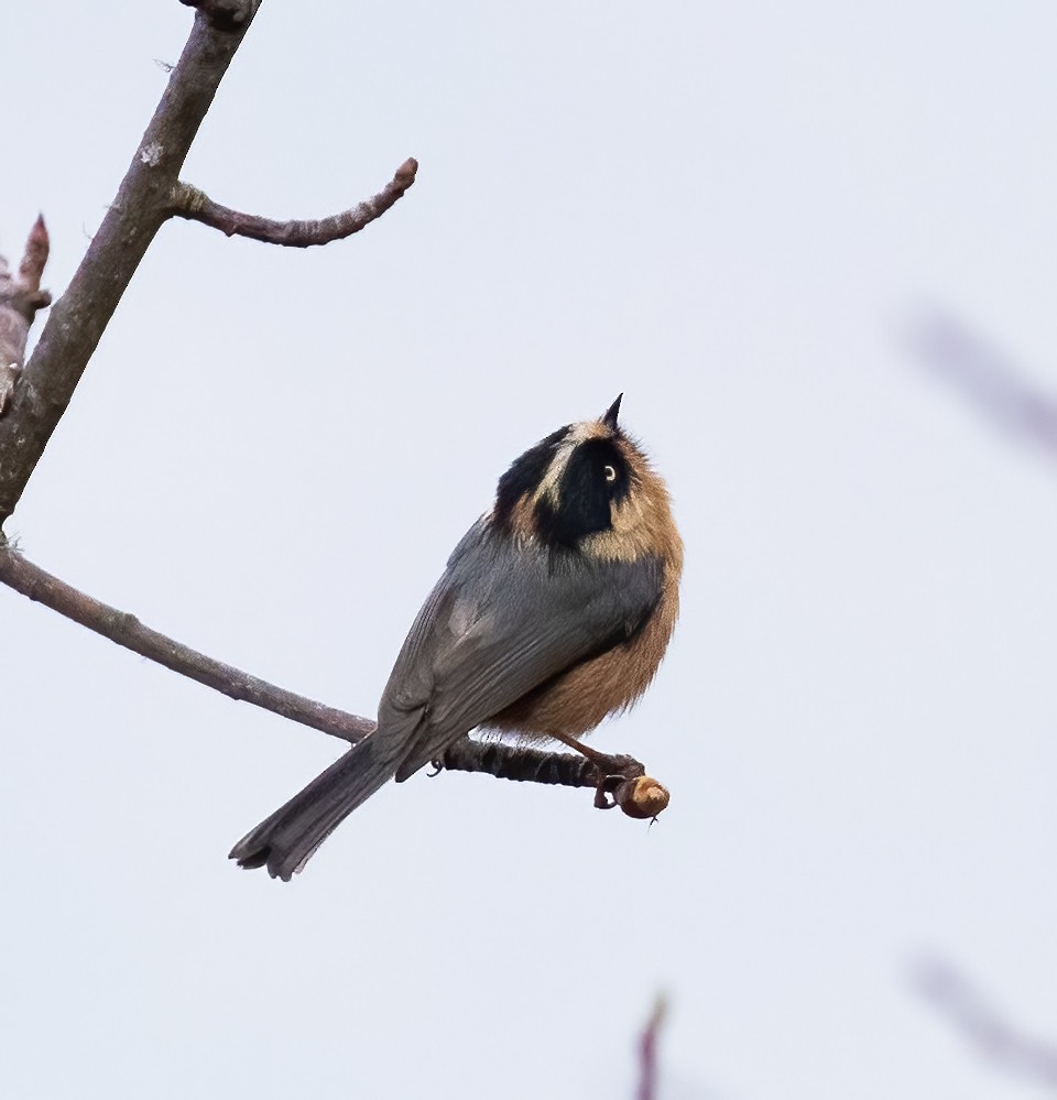 Black-browed Tit - Peter Seubert